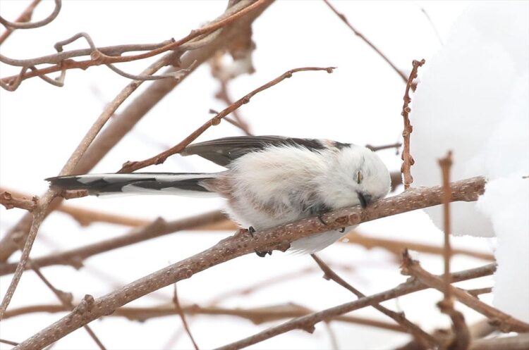 木の枝に停まり眠るシマエナガ。寝姿がかわいすぎると話題に「完全にコテン寝してる」「存在するだけでかわいいのに、この寝姿は反則」