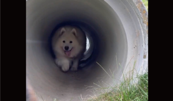土管の中でサモエドがスリップ!?心配して駆けつけた優しい柴犬の姿に「助けに来てくれる友情がカッコイイ」