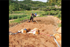 ふかふかの籾殻がお昼寝のベッドだ！熟睡する柴犬たちが話題に「酵素風呂だ！」「こんなに広いのに2匹は同じところでお休み」
