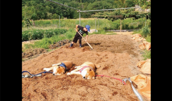 ふかふかの籾殻がお昼寝のベッドだ！熟睡する柴犬たちが話題に「酵素風呂だ！」「こんなに広いのに2匹は同じところでお休み」