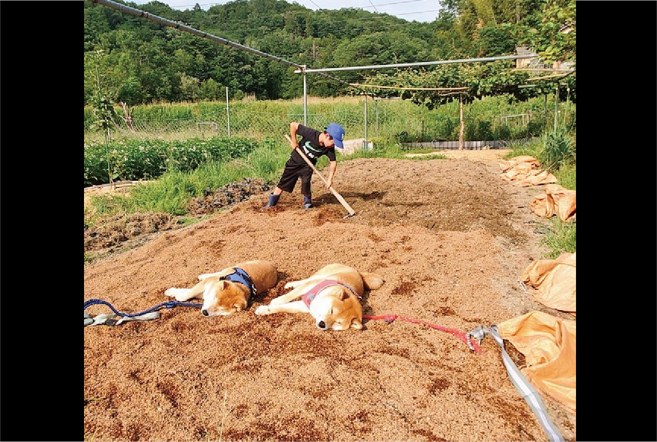 ふかふかの籾殻がお昼寝のベッドだ!熟睡する柴犬たちが話題に「酵素風呂だ!」「こんなに広いのに2匹は同じところでお休み」