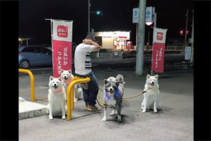 飼い主さんを笑顔でお迎えしてくれる秋田犬たち。おさんぽ中のワンシーンが話題に「一斉に見つめる姿が愛しい」「本当に可愛いですね」