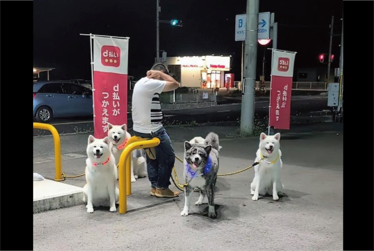 飼い主さんを笑顔でお迎えしてくれる秋田犬たち。おさんぽ中のワンシーンが話題に「一斉に見つめる姿が愛しい」「本当に可愛いですね」