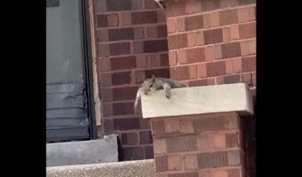 リスが玄関前で溶けている！？ぐた～っとしているけど暑さに負けちゃった？【アメリカ・動画】