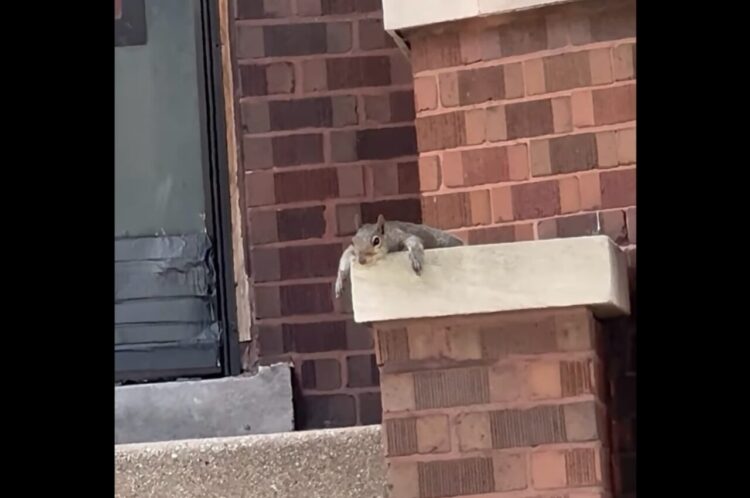 リスが玄関前で溶けている！？ぐた～っとしているけど暑さに負けちゃった？【アメリカ・動画】