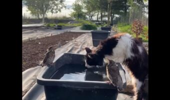 水場にいた小鳥たちがピンチ！突如やってきたネコの前でオブジェになりきる！！【海外・動画】