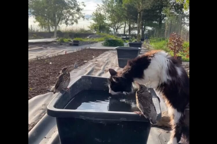 水場にいた小鳥たちがピンチ！突如やってきたネコの前でオブジェになりきる！！【海外・動画】