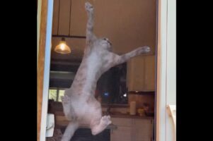 網戸にのぼっていたネコにピンチ！降りようとしたら・・爪がひっかかっちゃった！！【アメリカ・動画】