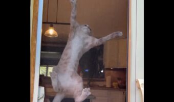 網戸にのぼっていたネコにピンチ!降りようとしたら・・爪がひっかかっちゃった!!【アメリカ・動画】