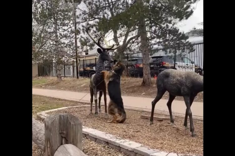 新しいお友達と遊びたいシェパード。だけど猛アピールしているその子たちは・・銅像だよ？【アメリカ・動画】