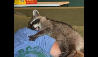 飼い主さんの腕にギュッと抱きついてウトウト。ヨダレを垂らして眠るアライグマの赤ちゃんがかわいすぎる!【アメリカ・動画】