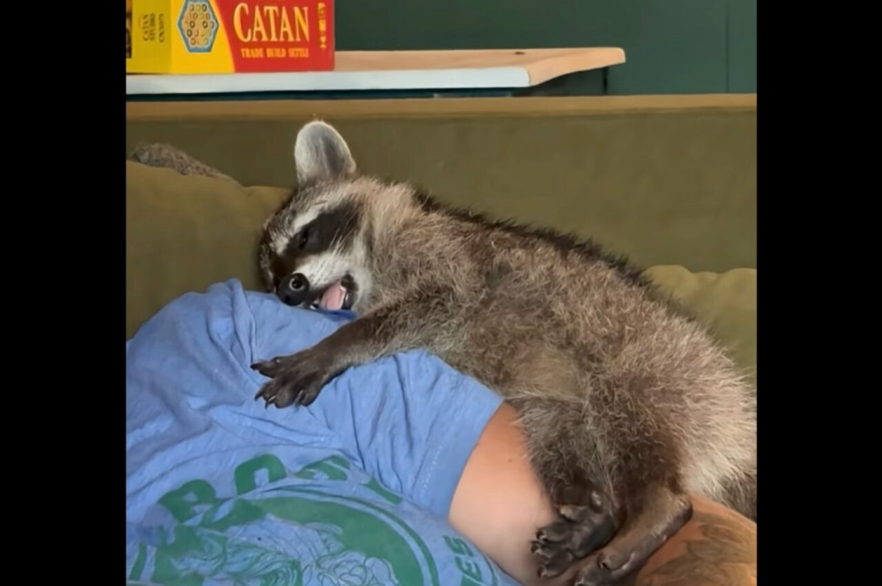 飼い主さんの腕にギュッと抱きついてウトウト。ヨダレを垂らして眠るアライグマの赤ちゃんがかわいすぎる!【アメリカ・動画】