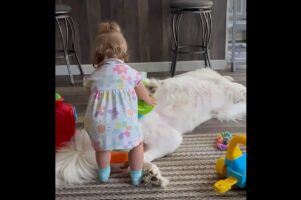 リングを積み重ねて遊ぶ女の子。ポール代わりにしているのは・・セントバーナードの足！？【アメリカ・動画】