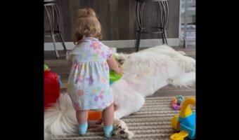 リングを積み重ねて遊ぶ女の子。ポール代わりにしているのは・・セントバーナードの足！？【アメリカ・動画】