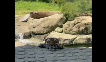 冷やしタイガー始めました!?トラが水風呂のように池に浸かってる!!【アメリカ・動画】