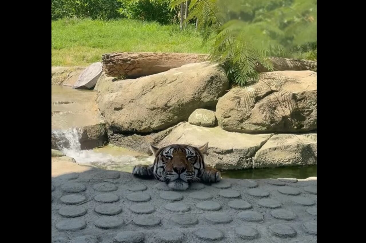 冷やしタイガー始めました!?トラが水風呂のように池に浸かってる!!【アメリカ・動画】