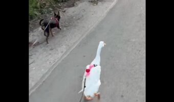 愛犬と一緒におさんぽ中の白い影!トコトコ走るのは・・アヒルだ!!【海外・動画】