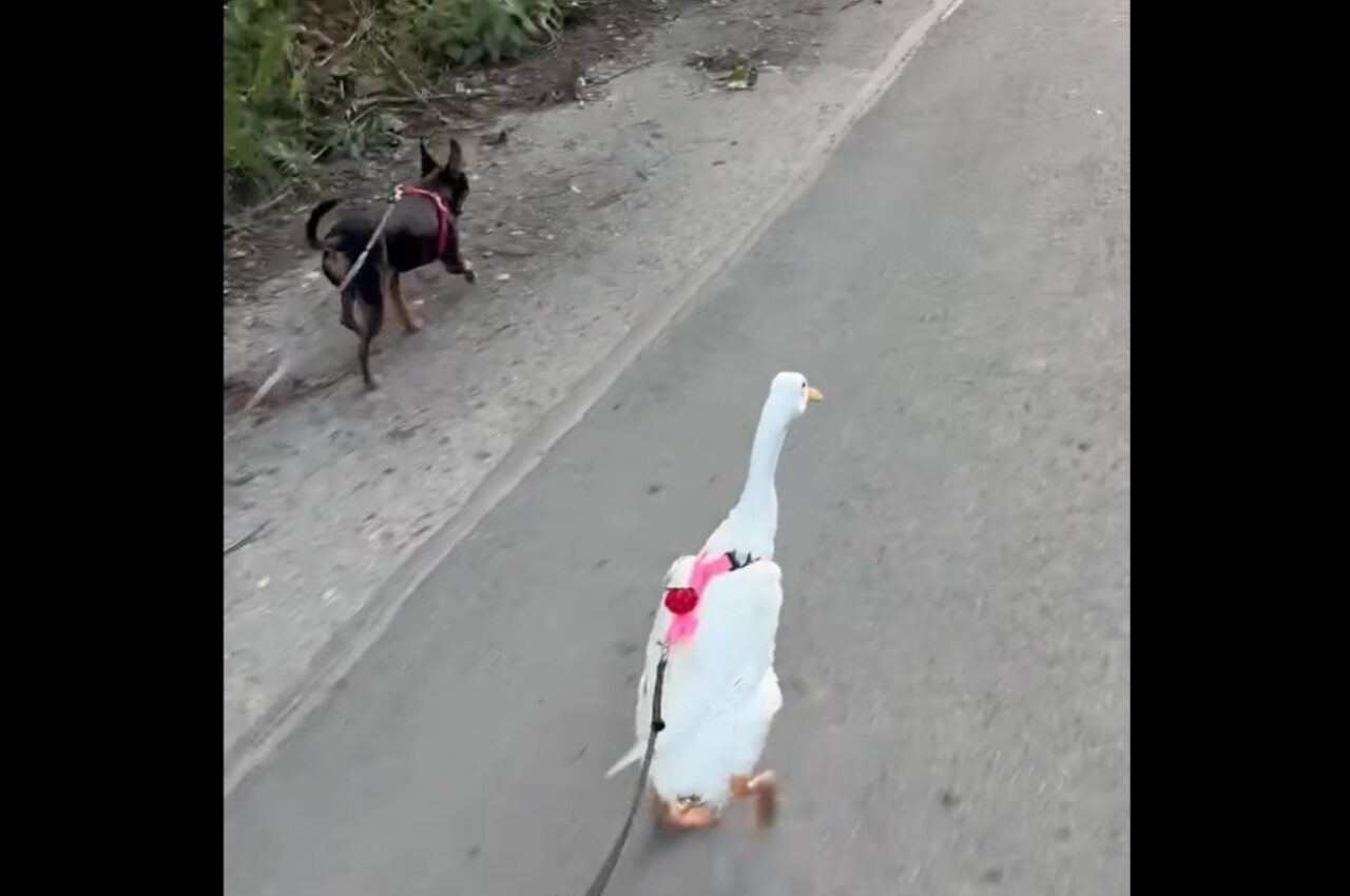 愛犬と一緒におさんぽ中の白い影!トコトコ走るのは・・アヒルだ!!【海外・動画】