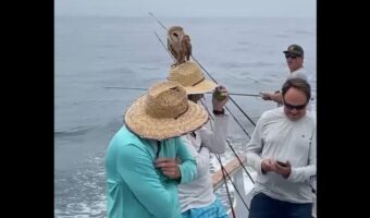 海上の釣り船にお客さんがやって来た!?釣り人の帽子にピタッと止まったその小さな影は・・メンフクロウ!?【アメリカ・動画】