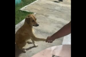 みんなと「おやすみ」の握手を交わす男性。最後に手を握った相手は・・そばにいた野良犬！？【海外・動】