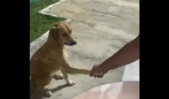 みんなと「おやすみ」の握手を交わす男性。最後に手を握った相手は・・そばにいた野良犬！？【海外・動】