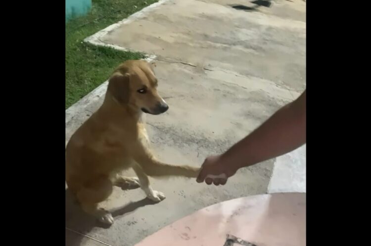 みんなと「おやすみ」の握手を交わす男性。最後に手を握った相手は・・そばにいた野良犬！？【海外・動】