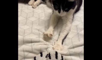 一緒にコネコネ！ネコ柄の靴下を履いて飼い主さんもネコのマネをしてみた！【海外・動画】