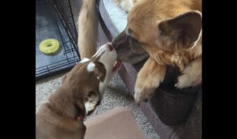 一緒に遊ぼ!全力アピールする子犬とそれを静かに見守るおばあちゃん犬【アメリカ・動画】