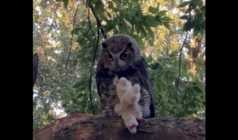 愛犬のぬいぐるみをフクロウが奪った!?木の上で見下ろされ困った状況と3週間後の展開【アメリカ・動画】