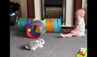 トンネルを自由に進むウサギ。その様子に赤ちゃんがキャッキャと大はしゃぎ!【海外・動画】