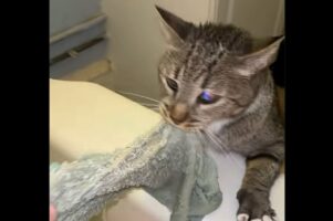 助けなきゃ！ネコが湯舟に浸かる飼い主さんを助けようと必死の救助活動開始！