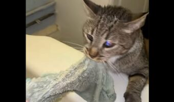 助けなきゃ!ネコが湯舟に浸かる飼い主さんを助けようと必死の救助活動開始!