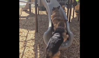 すべり台に夢中の愛犬たち。押し合いながら駆け上がると・・一緒にス~ッとすべり降りてきた!【アメリカ・動画】