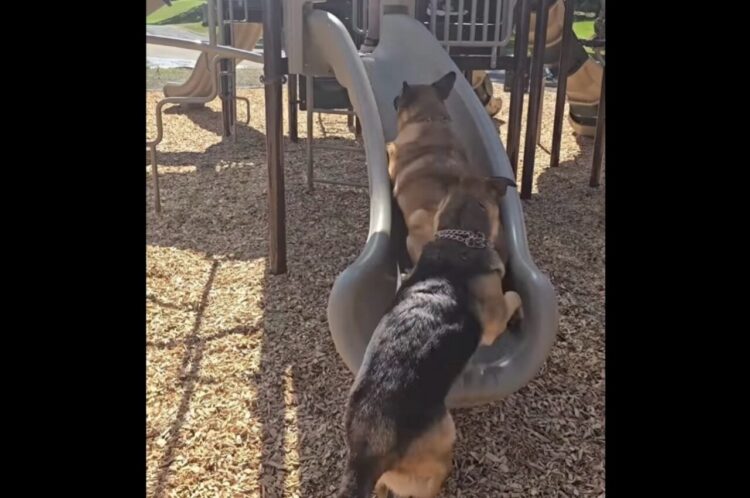 すべり台に夢中の愛犬たち。押し合いながら駆け上がると・・一緒にス～ッとすべり降りてきた！【アメリカ・動画】
