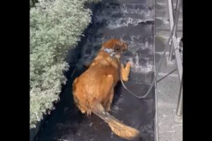 おさんぽ中にいい休息スポットを発見？水が流れる階段でクールダウンするイヌ【アメリカ・動画】