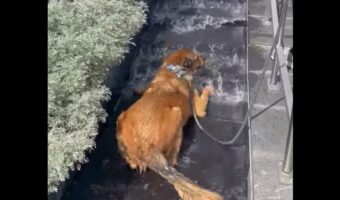 おさんぽ中にいい休息スポットを発見?水が流れる階段でクールダウンするイヌ【アメリカ・動画】