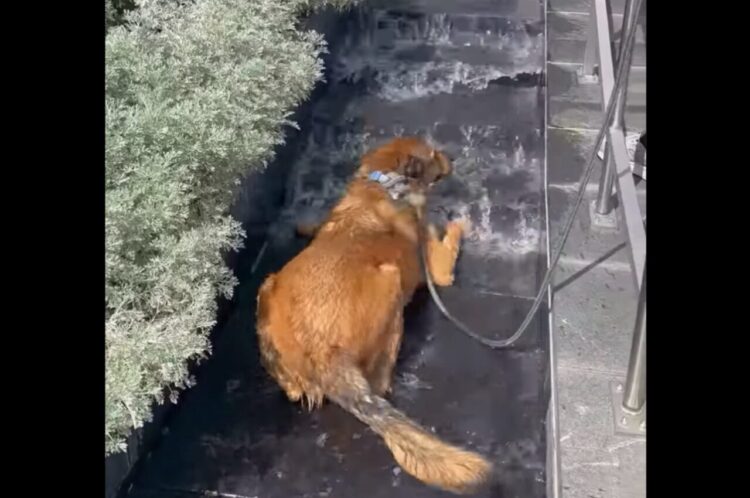 おさんぽ中にいい休息スポットを発見？水が流れる階段でクールダウンするイヌ【アメリカ・動画】