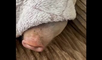 クンクン・・、この香りは・・トマト！？大好物の匂いに誘われてブタが飛び起きた！！【海外・動画】