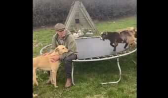 元気なヤギが飼い主さんに頭突き！？トランポリンの上でサプライズ発生！！【海外・動画】