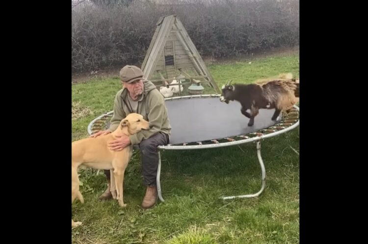 元気なヤギが飼い主さんに頭突き！？トランポリンの上でサプライズ発生！！【海外・動画】