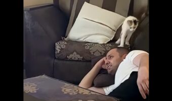 飼い主さんをからかうイタズラ好きな子猫。背後からそ〜っとタッチして猛ダッシュ!【海外・動画】