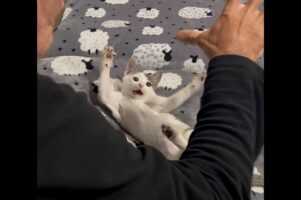 おってを広げて一緒にニャー！！飼い主さんの手の動きに合わせてポーズを取る子猫がかわいい！！【海外・動画】