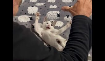 おってを広げて一緒にニャー!!飼い主さんの手の動きに合わせてポーズを取る子猫がかわいい!!【海外・動画】