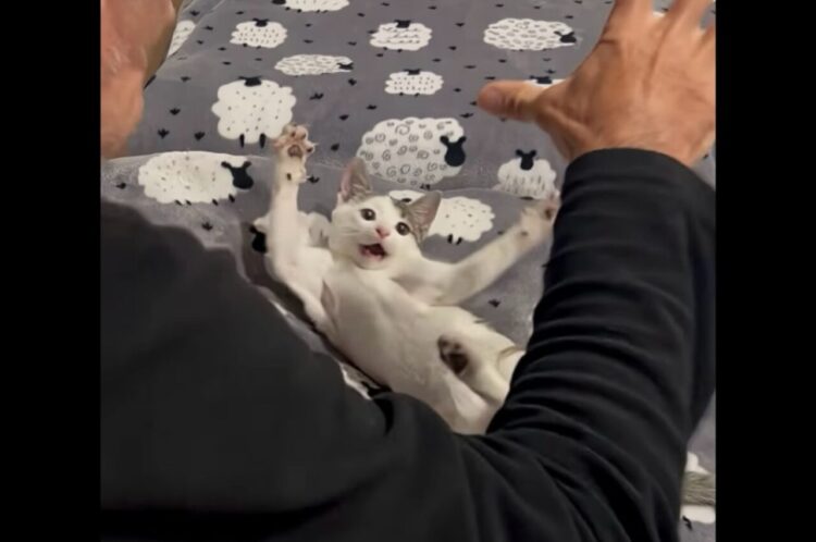 おってを広げて一緒にニャー！！飼い主さんの手の動きに合わせてポーズを取る子猫がかわいい！！【海外・動画】