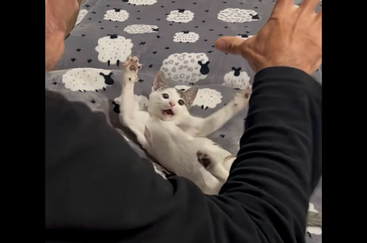 おってを広げて一緒にニャー！！飼い主さんの手の動きに合わせてポーズを取る子猫がかわいい！！【海外・動画】