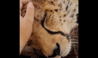 甘えん坊なチーター。ゴロゴロと喉を鳴らしながら心地よいナデナデを堪能!【海外・動画】