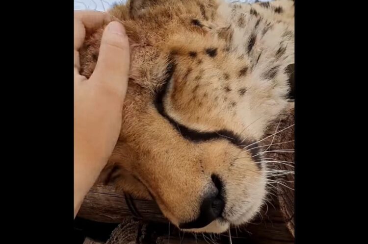 甘えん坊なチーター。ゴロゴロと喉を鳴らしながら心地よいナデナデを堪能！【海外・動画】