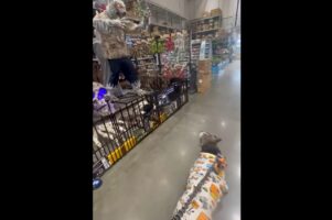ハロウィンの装飾アイテムを見に行ったら・・。愛犬がビビった相手はオオカミ男！？【アメリカ・動画】