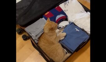 スーツケースの中に潜り込んだネコ。オモチャまで持ち込んで旅行に同行する気満々!?【海外・動画】