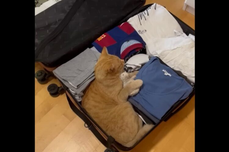 スーツケースの中に潜り込んだネコ。オモチャまで持ち込んで旅行に同行する気満々！？【海外・動画】